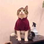 Avatar Cristian Velázquez